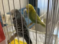 Təmiz qan Çex tutuquşuları satılır 🦜 Quşlar çox sağlam, aktiv və — zdjęcie 2