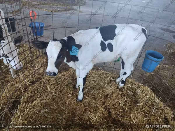Buğa, Simmental cattle