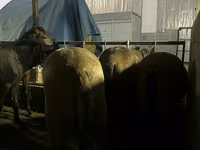 اسب نر, اسب — عکس 6