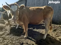 Krava, Simmental cattle — fotografija 2