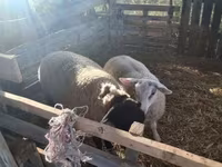 Beran, White Suffolk sheep — foto 2