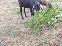 雄ヤギ, Nubian Goat — 写真 1