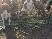 Beran, Cameroon sheep — foto 1