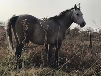 Pastuv, Arabian horse — fotografija 5