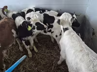 Goveda (partija, pol nije naveden), Simmental cattle — fotografija 2