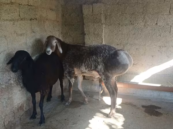 Koç, Arashan sheep