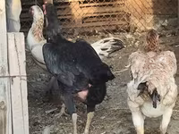 Chickens — foto 4