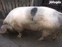 Säue, Schweine — Foto 2