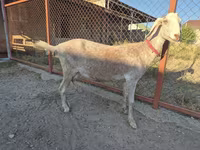 Keçi, Nubian Goat — foto 2