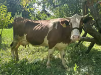 Krava, Simmental cattle — foto 2