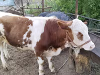 سانڈ, Simmental cattle — تصویر 7