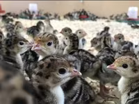 أبيض عريض الصدر — الصورة 1