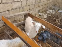 Goat, Goats — photo 3