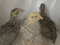 Quails — ảnh 2