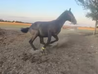 Hengst, Nonius horse — Foto 2