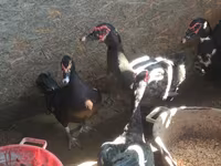 Ducks — عکس 4