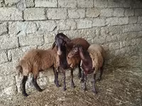 แกะตัวเมีย, Blackheaded Persian sheep — รูปภาพ 1