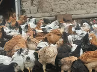 Chickens — foto 7