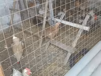 Chickens — sawirka 3