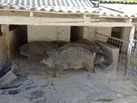 Pigs (batch, sex not specified) — photo 3