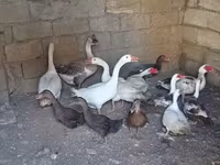 Geese — sawirka 3
