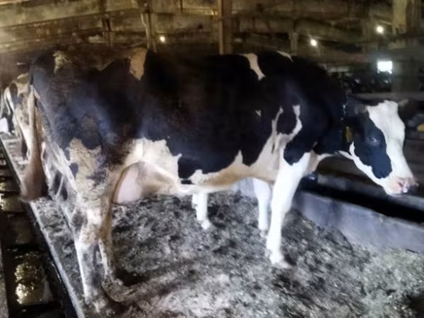 Cow, Russian Black pied cattle