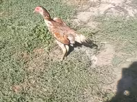 Chickens — عکس 3