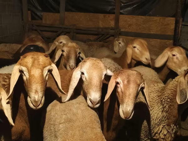Ram, Arashan sheep