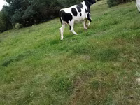 Ko, Russian Black pied cattle — foto 2