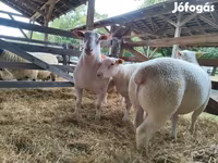 Wad, Sheep — sawirka 1