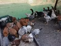 Chickens — Foto 3
