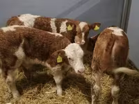Lembu ternakan (lot, jantina tidak dinyatakan), Simmental cattle — foto 3