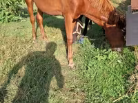 گھوڑی, گھوڑے — تصویر 4