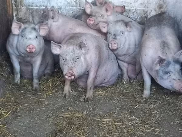 Scrofa, Maiali