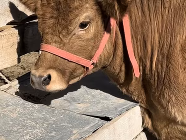 Vacă, Belgian Blue