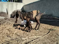 बकरी, Kamori goats — फ़ोटो 2