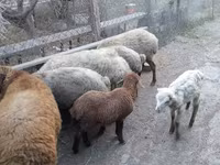 숫양, 양 — 사진 2