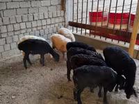 Schaf, Rhon sheep — Foto 1