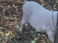 Scrofa, Maiali — foto 5