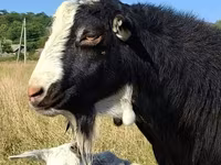 Buk, LaMancha goats — foto 1
