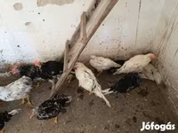 Chickens — 写真 4
