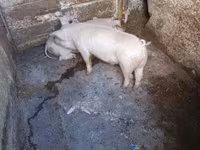 خوک (گروه، جنسیت مشخص نشده), خوک — عکس 1