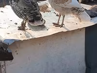 Turkeys — عکس 4