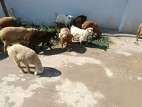 بھیڑیں (گروپ، جنس مذکور نہیں), بھیڑیں — تصویر 2