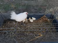 Chickens — 2 зураг