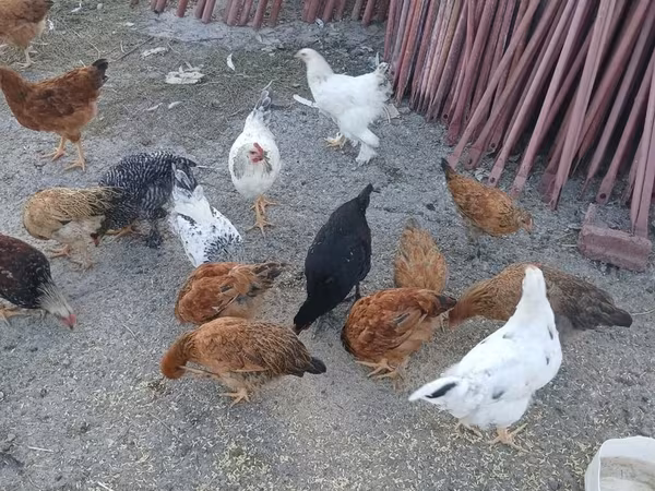 Chickens