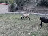 Får (parti, køn ikke angivet), Romanov sheep — foto 1