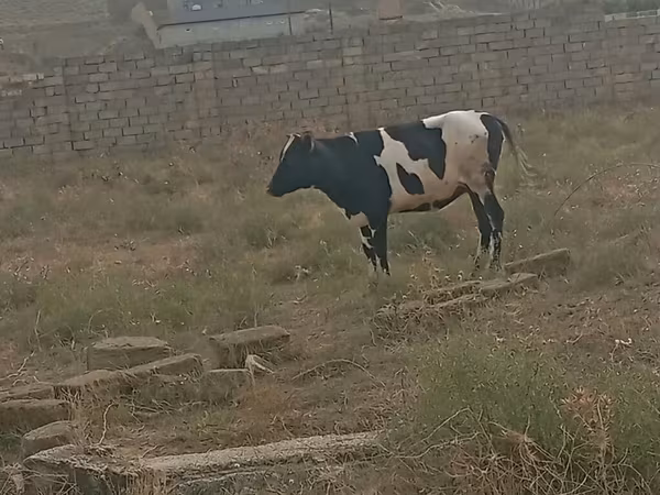 Bò cái, Russian Black pied cattle