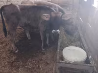 ষাঁড়, আলাতাউস্কায় প্রজাতি — ছবি 1