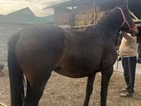 Klisna, Percheron — foto 2